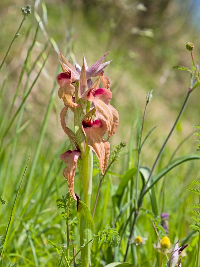 Orchidea da determinare